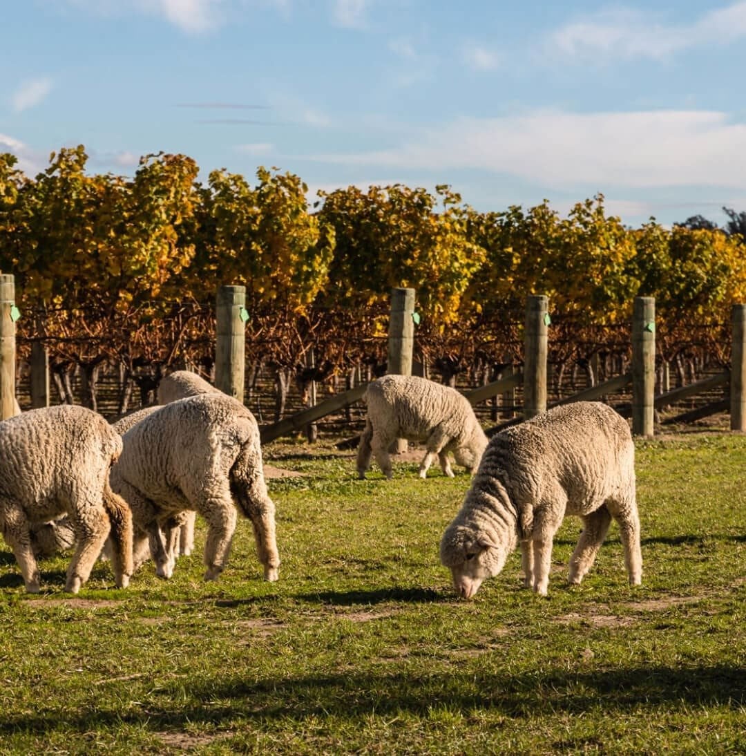Sheep eating in a vineyard